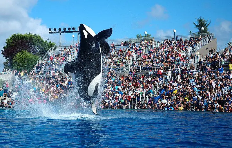 Seaworld Shamu