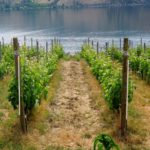 Wine Touring in British Columbia