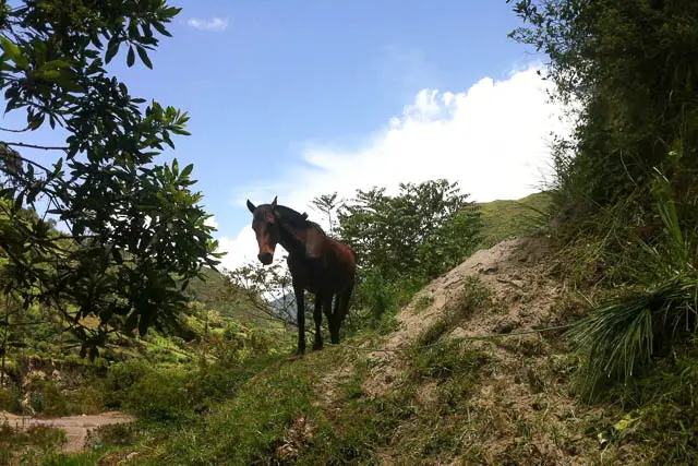 Quilotoa loop, a brown horse on a hiking trail with trees