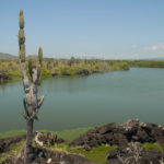 Galapagos - lagoon with cactus