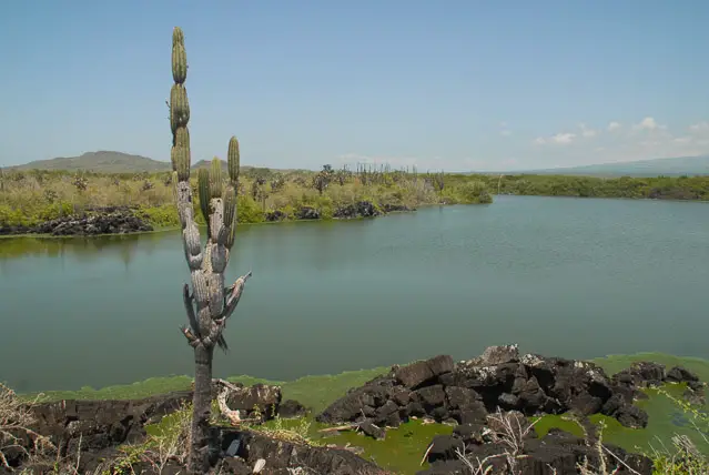 Galapagos - lagoon with cactus