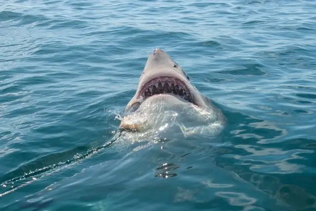 a great white shark catching the chum