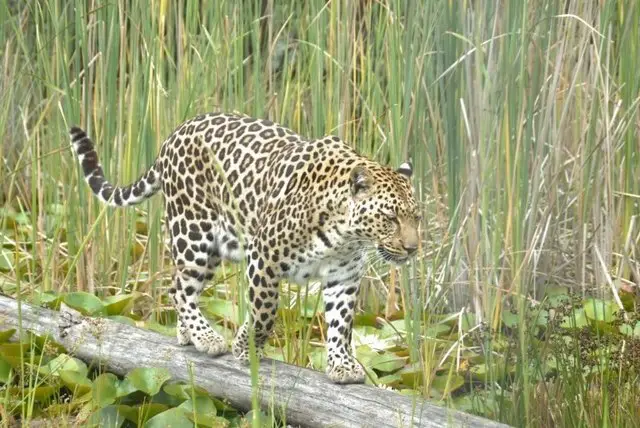 leopard at tenikwa big cat sanctuary