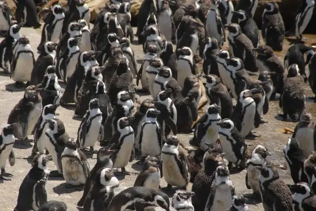 south africa garden route, penguins at betty's bay