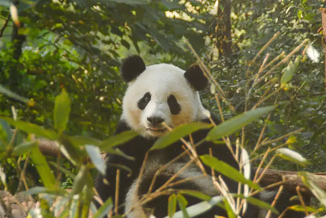 A Panda at the Panda Research Base