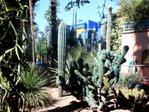 Le Majorelle cacti