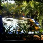 Water Lilies