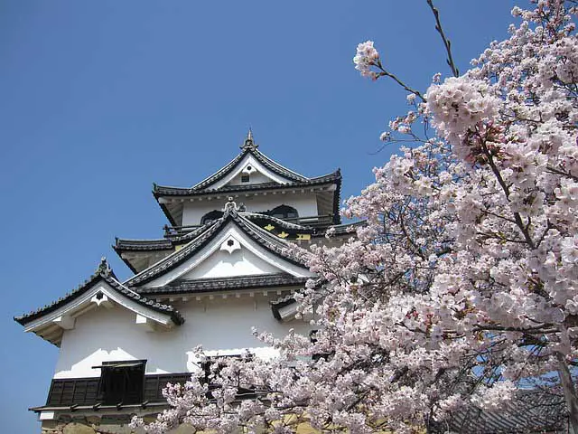 Cherry blossoms in Japan part of the worlds most romantic destinations