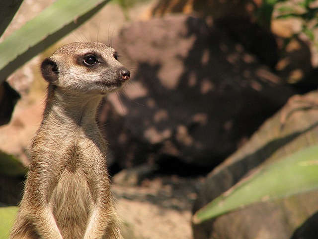 Etosha African Wildlife Meerkat
