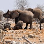 Wild African Animals Galore at Etosha