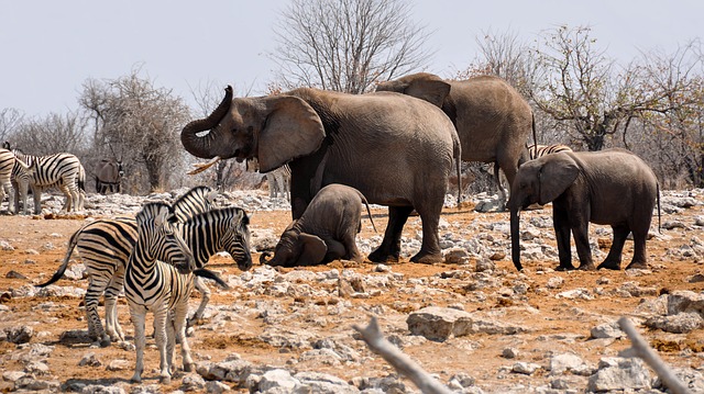 Elephants and zebra at Etosha African Wildlife elesphants and zebra