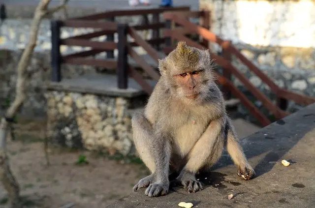 Monkey temple - travelling with kids in bali