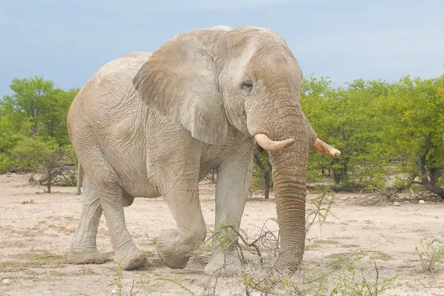 Bull elephant walking on sand with trees in Etosha Namibia