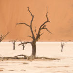 Sossusvlei: Dead tree on salt pan with red dune background.