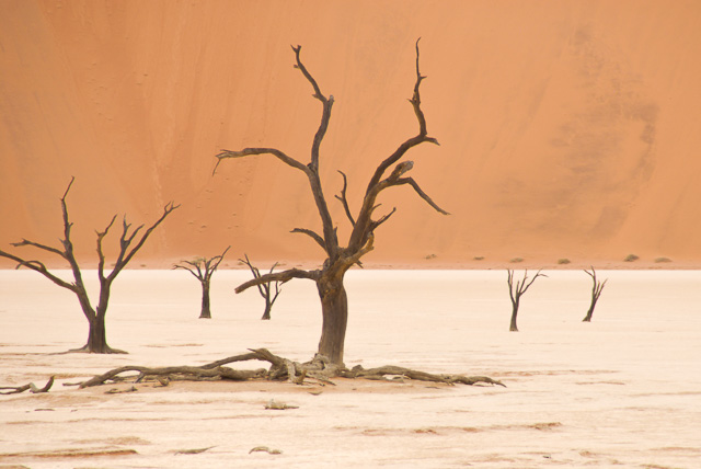 Sossusvlei: Dead tree on salt pan with red dune background.