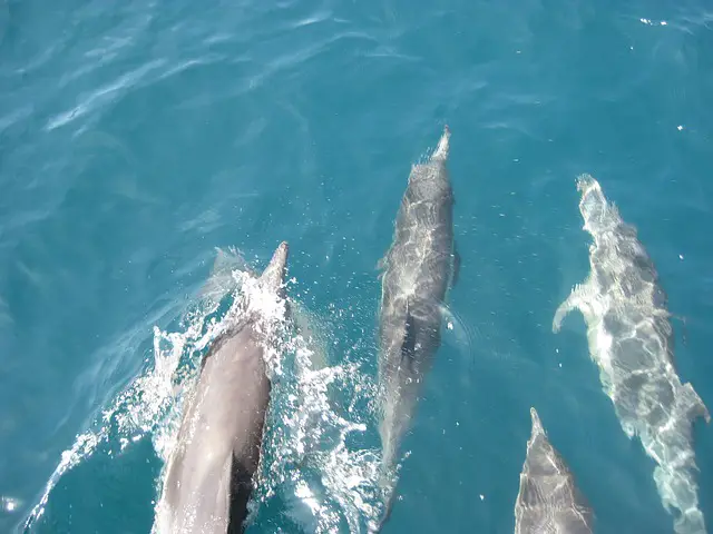 Dolphins surfing alongside a boat