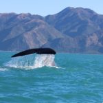 A humpback whale surfaces on the Kaikoura coast, New Zealand
