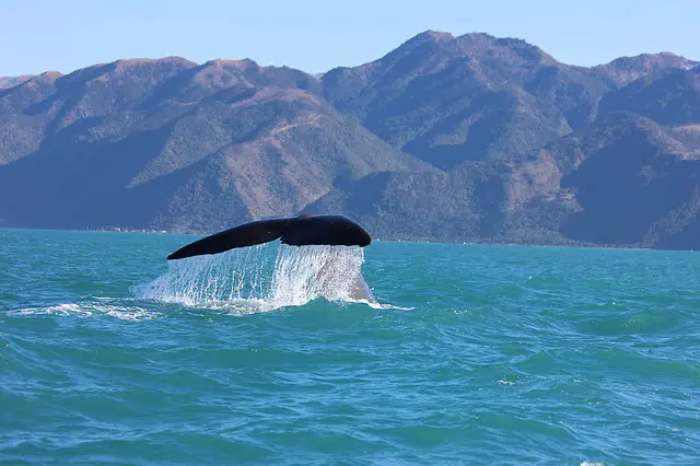 A humpback whale surfaces on the Kaikoura coast, New Zealand