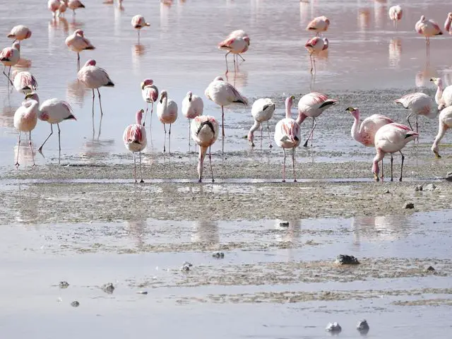 Bolivia budget travel