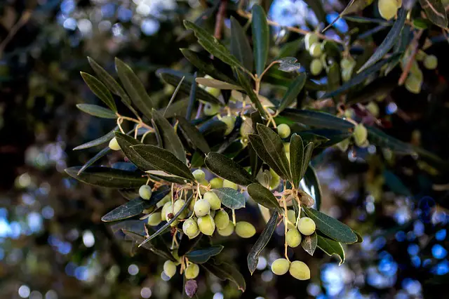 Kalymnos Olive branch