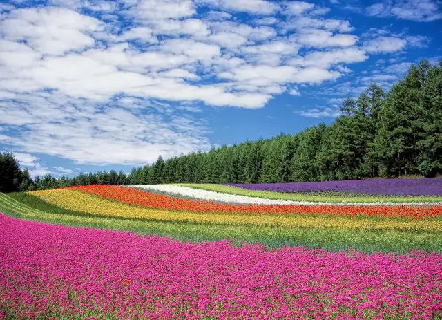 hokkaido flower gardens