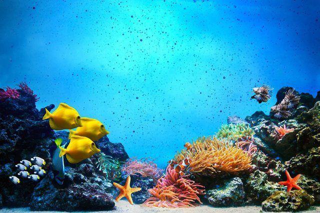 Zanzibar coral reef
