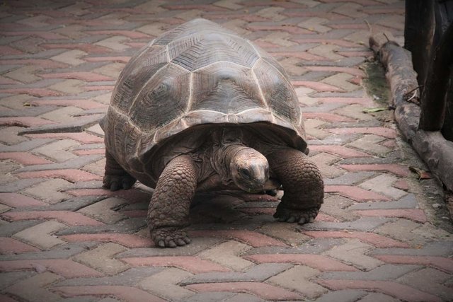 Zanzibar Tortoise 