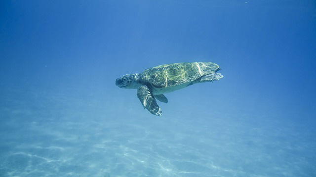 Turtles - Best Snorkelling and Diving Spots in the Greek Islands