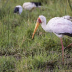 Birding Paradise on the Mara - A Different Kenya Adventure