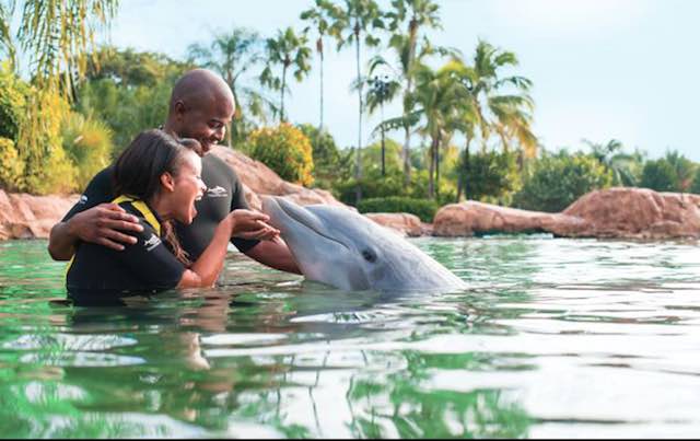 Seaworld dolphin in Discovery cove.