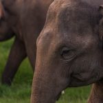 How to Choose an Ethical Alternative to Elephant Riding