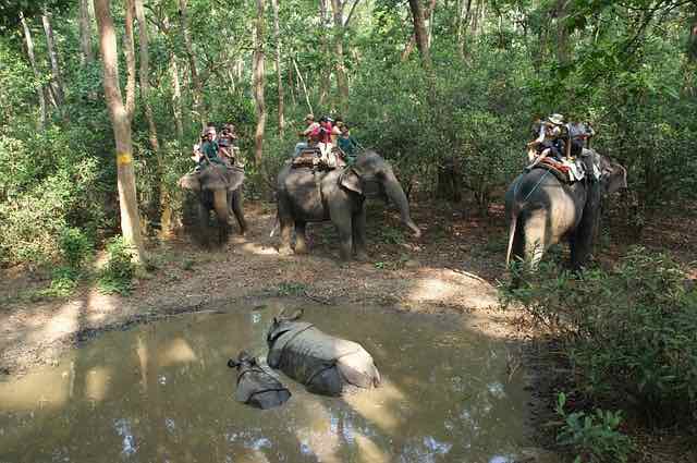 Animal welfare activists are condemning elephant 