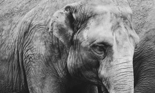 Alternatives to cruel elephant riding