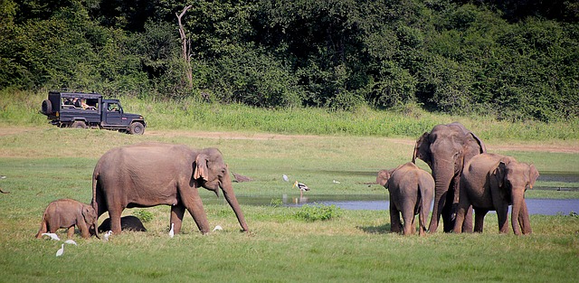 Safari that supports wildlife conservation