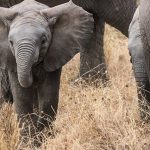 Elephant herds on a Safari tour