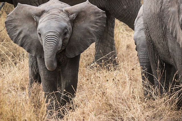 Elephant herds on a Safari tour