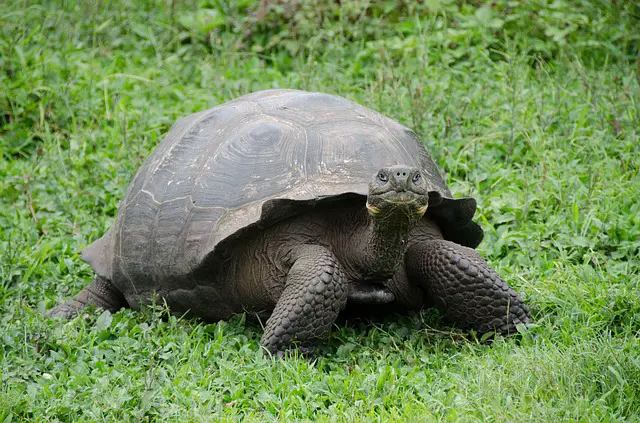 Giant tortoises in Galapagaos