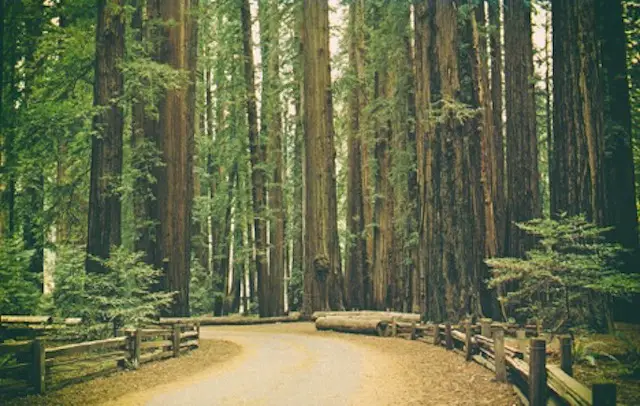 Redwoods national park