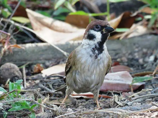 Singapore nature trails garden bird