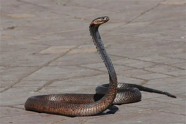 Monkeys and Snakes in Jemaa el Fna