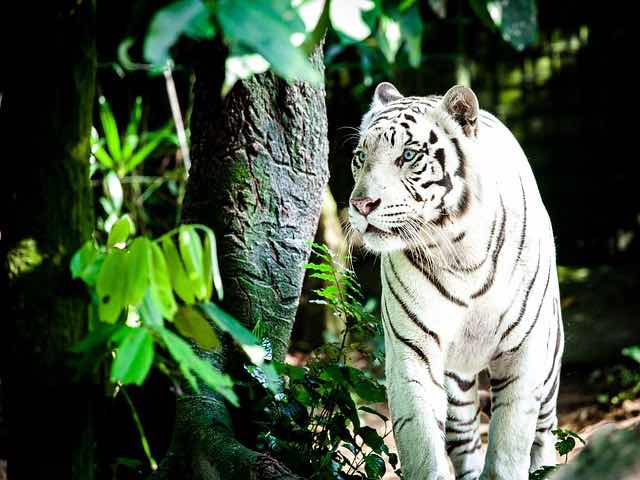 Spot white tigers 