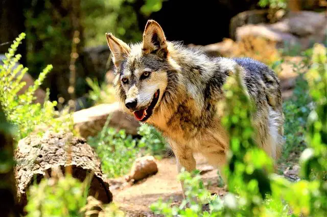 Colorado Wildlife and Wolf Center