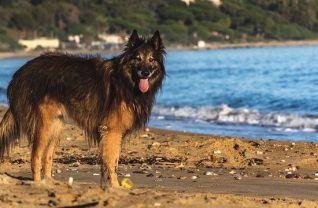 Pet-friendly Travel
