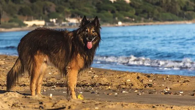 Pet-friendly Travel