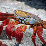 Galapagos islands for families