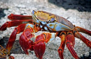 Galapagos islands for families