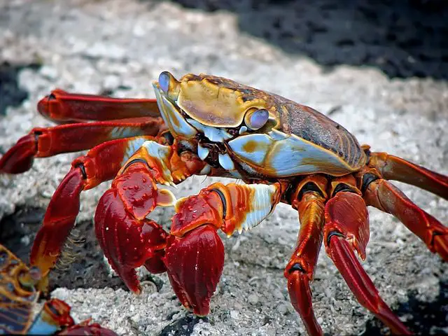 Galapagos islands for families