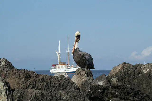 The Galapagos definition is a group of islands