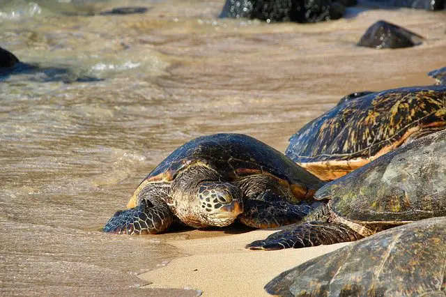 have guidebooks and do not break rules in Maui