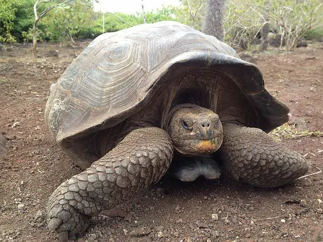 Tortuga Bay on Santa Cruz Island